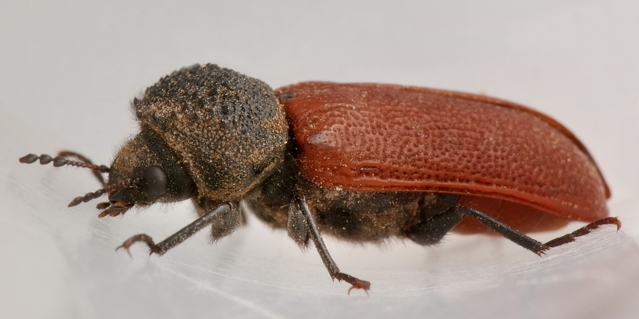 Bostrichidae: Bostrichus capucinus? S.